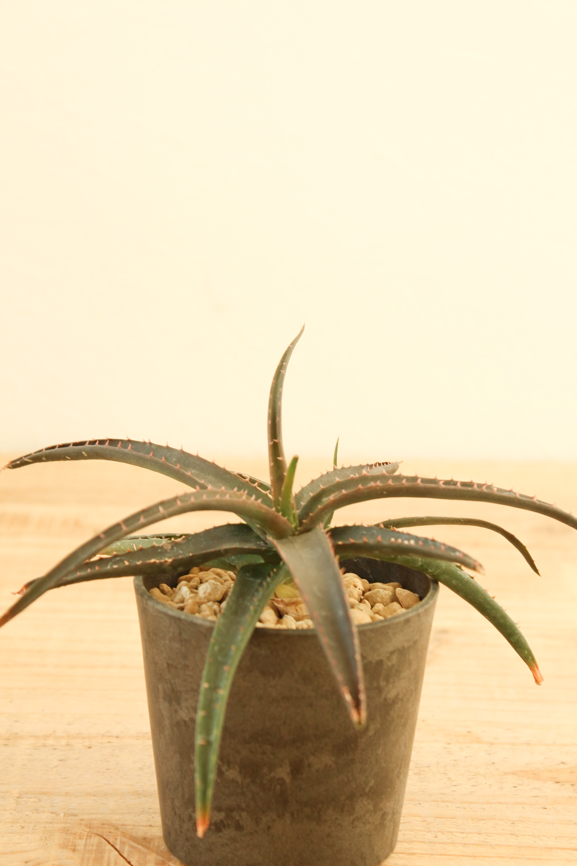 アロエ ブラックエンペラー | ハレハナプランツプラスオンラインショップ